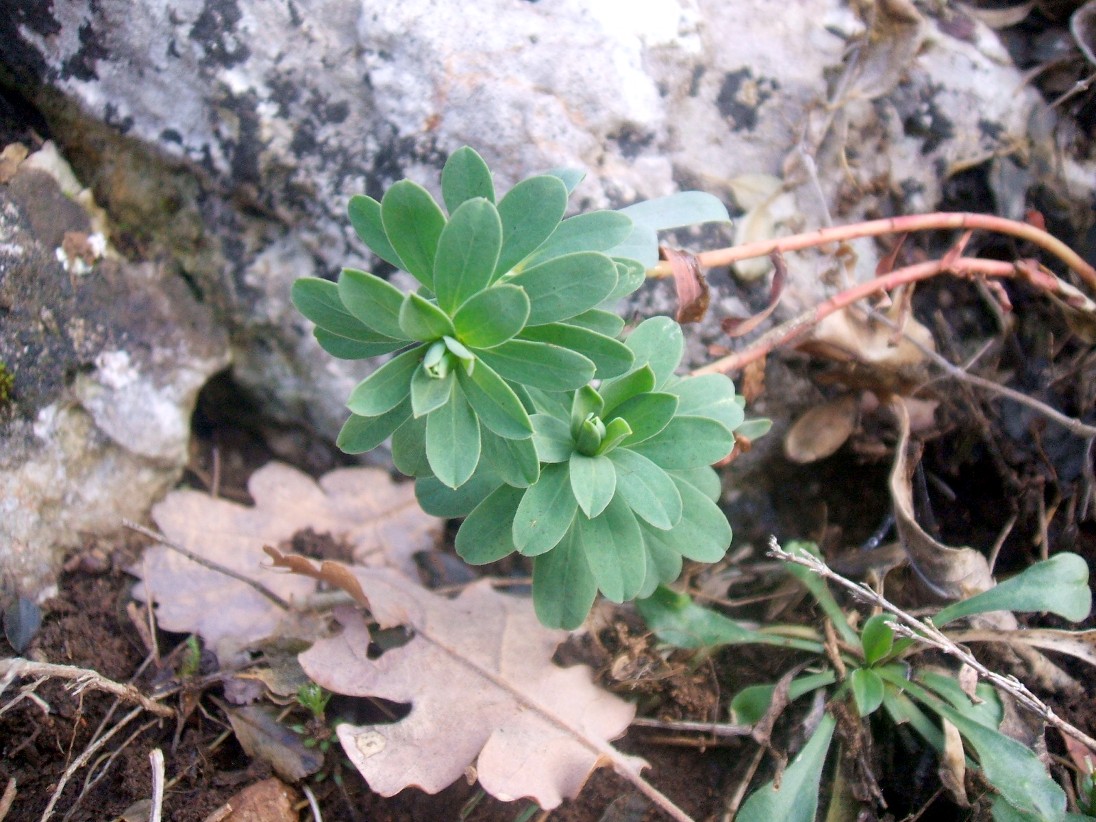 Euphorbia barrelieri / Euforbia di Barrelier